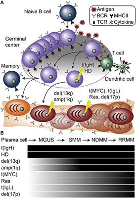 Cell of Origin and Genetic Alterations in the Pathogenesis of Multiple Myeloma